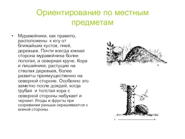 Ориентирование по местным предметам Муравейники, как правило, расположены к югу от