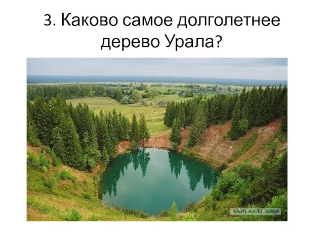 3. Каково самое долголетнее дерево Урала?