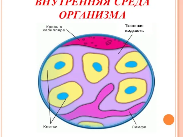 ВНУТРЕННЯЯ СРЕДА ОРГАНИЗМА