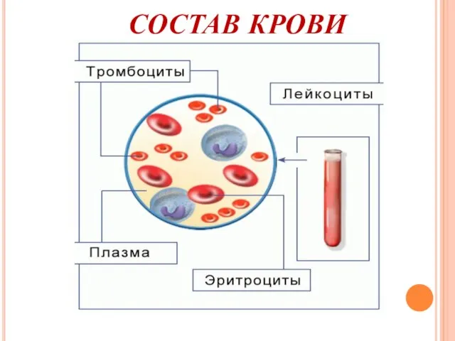 СОСТАВ КРОВИ