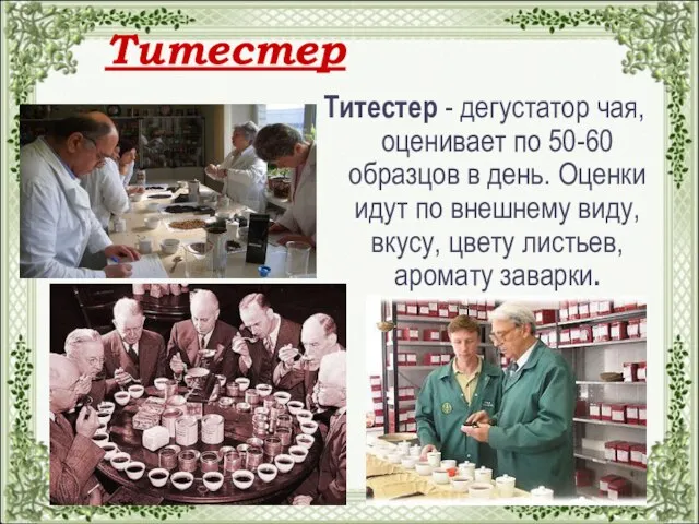 Титестер Титестер - дегустатор чая, оценивает по 50-60 образцов в день.