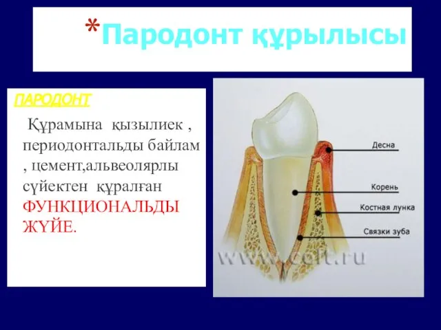 Пародонт құрылысы ПАРОДОНТ Құрамына қызылиек ,периодонтальды байлам , цемент,альвеолярлы сүйектен құралған ФУНКЦИОНАЛЬДЫ ЖҮЙЕ.