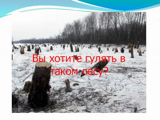 Вы хотите гулять в таком лесу?