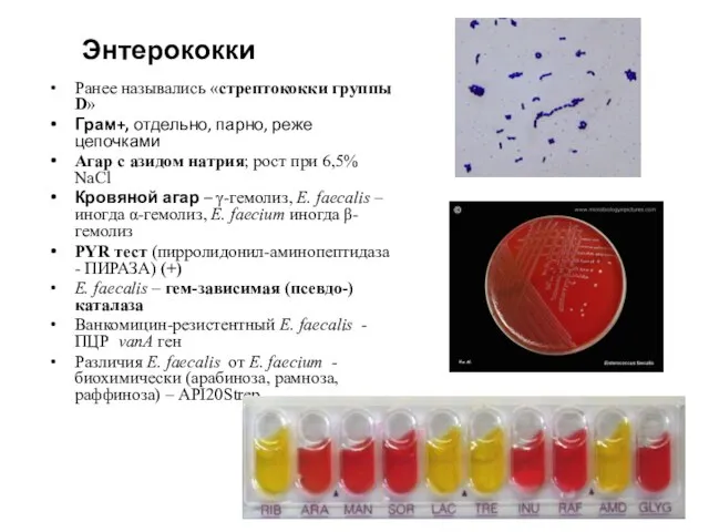 Энтерококки Ранее назывались «стрептококки группы D» Грам+, отдельно, парно, реже цепочками