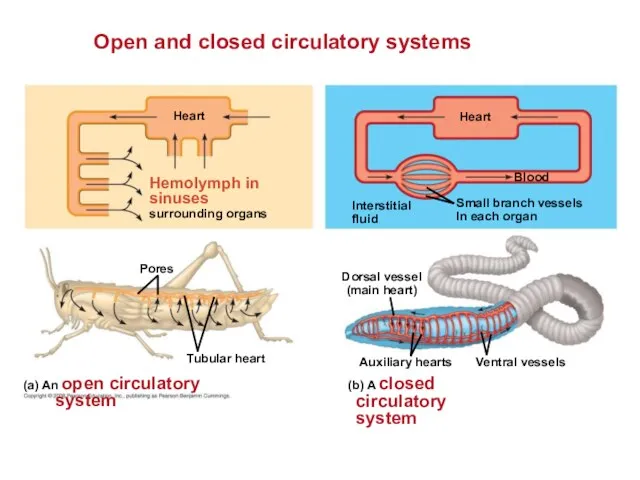 Open and closed circulatory systems Heart Hemolymph in sinuses surrounding organs