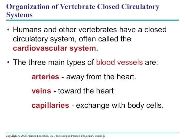 Organization of Vertebrate Closed Circulatory Systems Humans and other vertebrates have