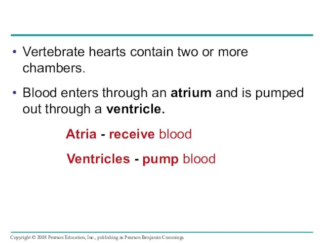 Vertebrate hearts contain two or more chambers. Blood enters through an