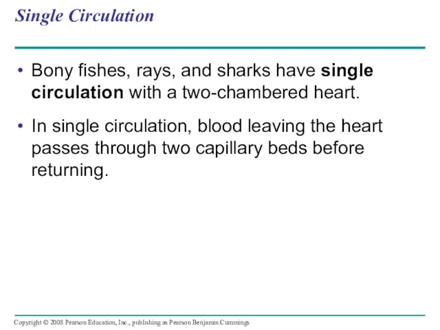 Single Circulation Bony fishes, rays, and sharks have single circulation with