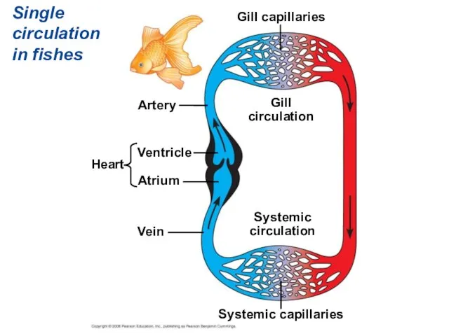 Single circulation in fishes Artery Ventricle Atrium Heart Vein Systemic capillaries