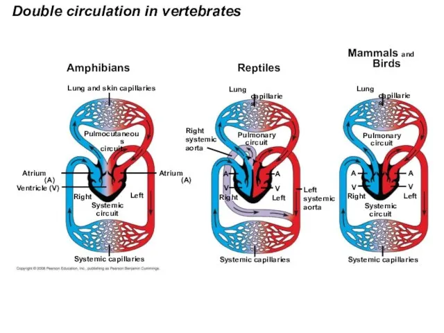 Double circulation in vertebrates Amphibians Lung and skin capillaries Pulmocutaneous circuit