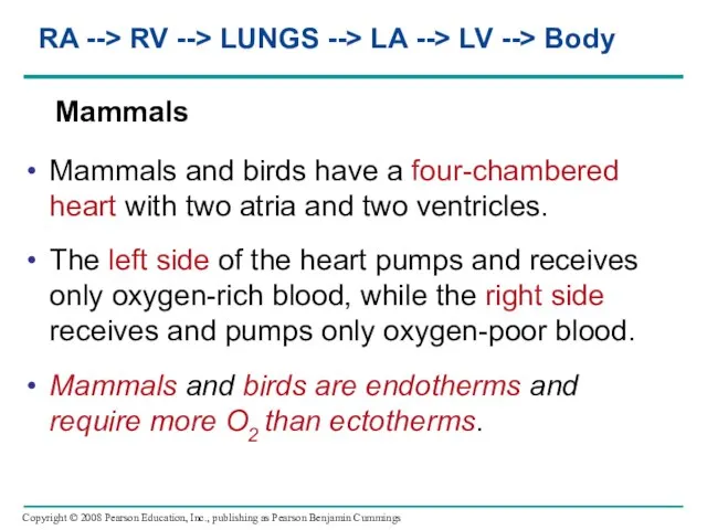 Mammals Mammals and birds have a four-chambered heart with two atria