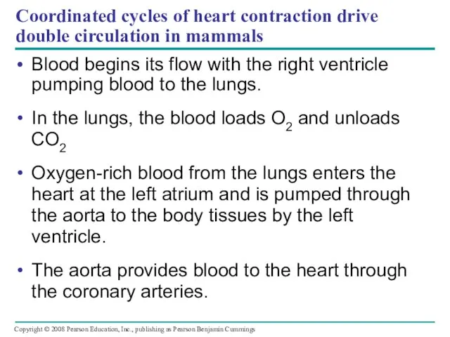 Coordinated cycles of heart contraction drive double circulation in mammals Blood