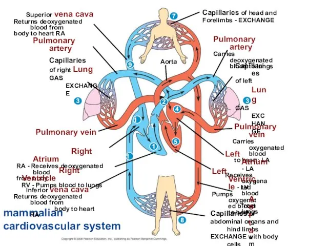 mammalian cardiovascular system Superior vena cava Returns deoxygenated blood from body