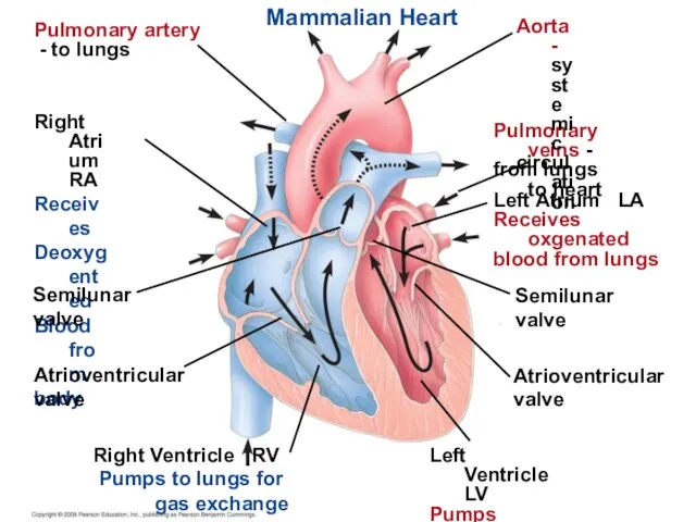 Mammalian Heart Pulmonary artery - to lungs Right Atrium RA Receives