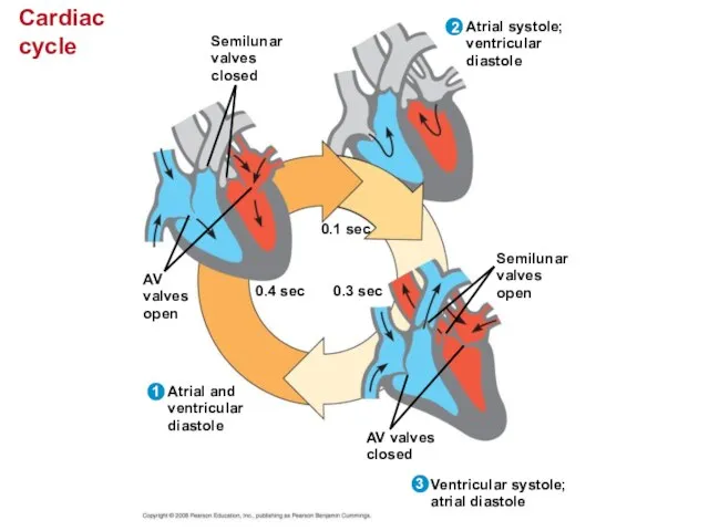 Cardiac cycle Semilunar valves closed 0.4 sec AV valves open Atrial