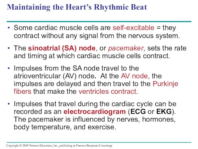 Maintaining the Heart’s Rhythmic Beat Some cardiac muscle cells are self-excitable