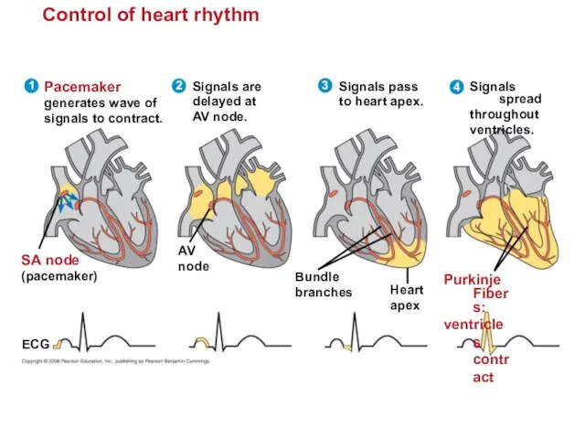 Control of heart rhythm Signals spread throughout ventricles. 4 Purkinje Fibers: