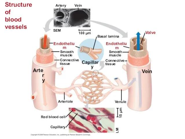 Structure of blood vessels Artery Vein SEM 100 µm Endothelium Artery