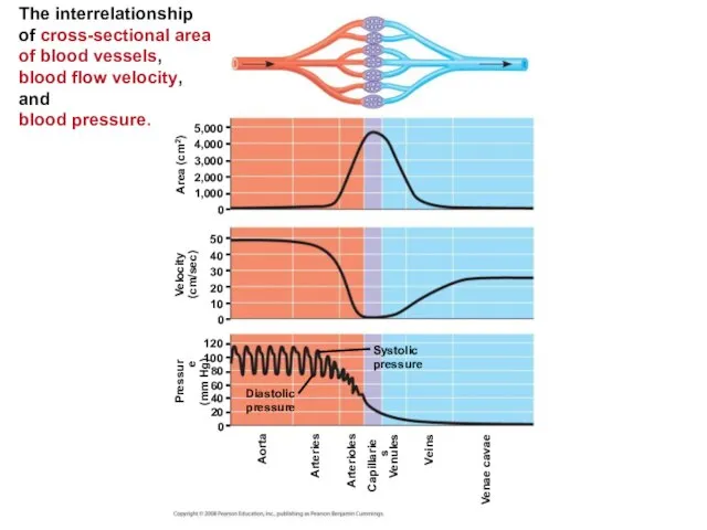 The interrelationship of cross-sectional area of blood vessels, blood flow velocity,