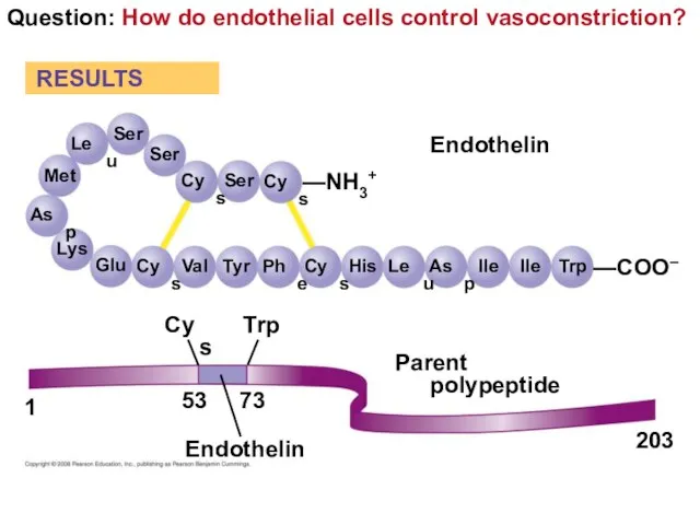 Question: How do endothelial cells control vasoconstriction? Ser RESULTS Ser Ser