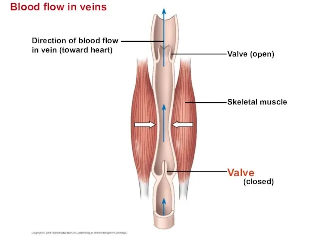 Blood flow in veins Direction of blood flow in vein (toward