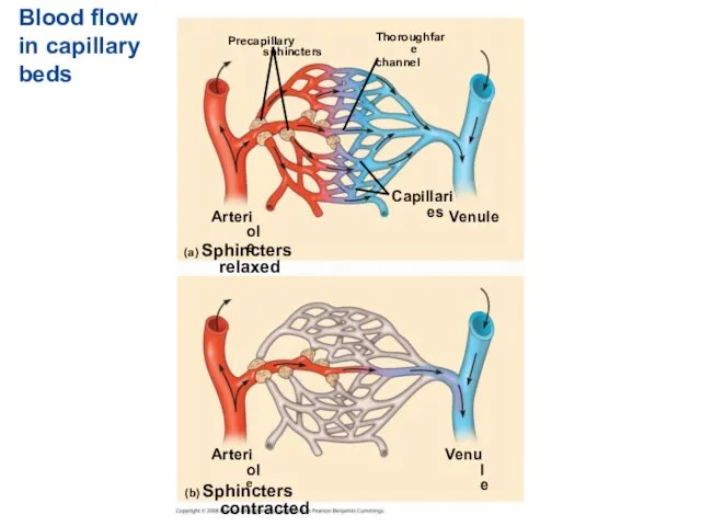 Blood flow in capillary beds Precapillary sphincters Thoroughfare channel Arteriole Capillaries