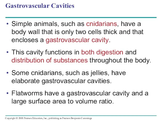 Gastrovascular Cavities Simple animals, such as cnidarians, have a body wall