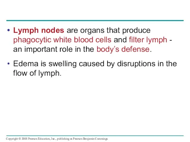 Lymph nodes are organs that produce phagocytic white blood cells and