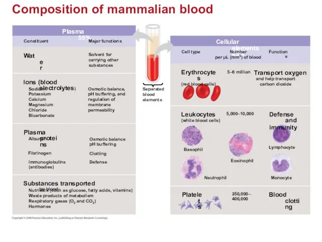 Composition of mammalian blood Plasma 55% Constituent Major functions Water Solvent