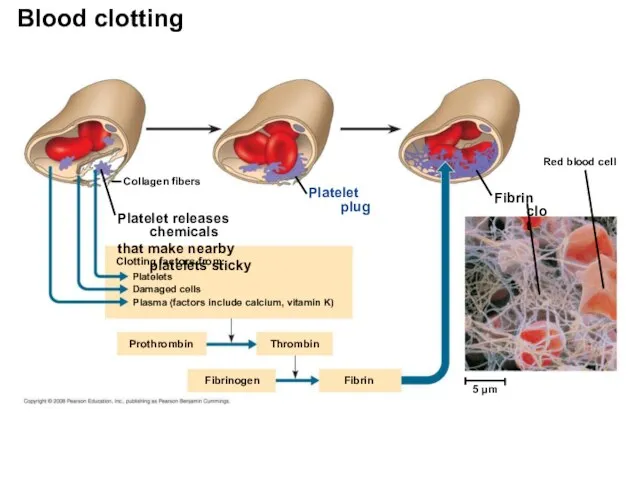 Collagen fibers Platelet plug Platelet releases chemicals that make nearby platelets