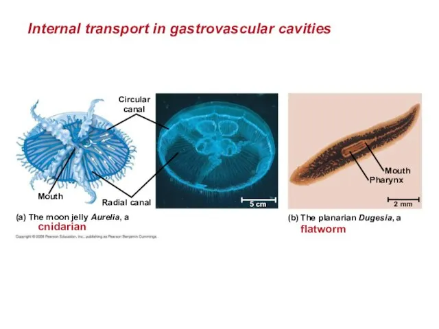 Internal transport in gastrovascular cavities Circular canal Radial canal Mouth (a)