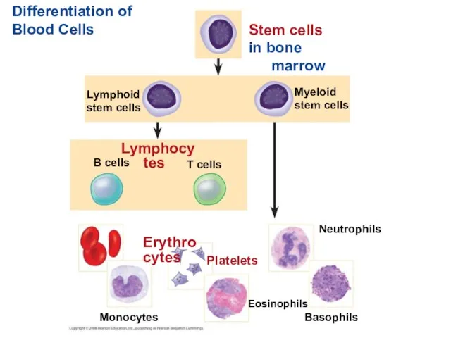 Differentiation of Blood Cells Stem cells in bone marrow Myeloid stem