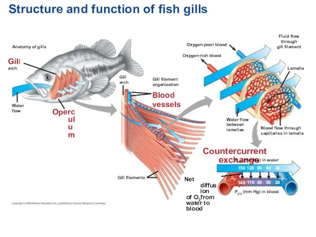 Structure and function of fish gills Anatomy of gills Gill arch