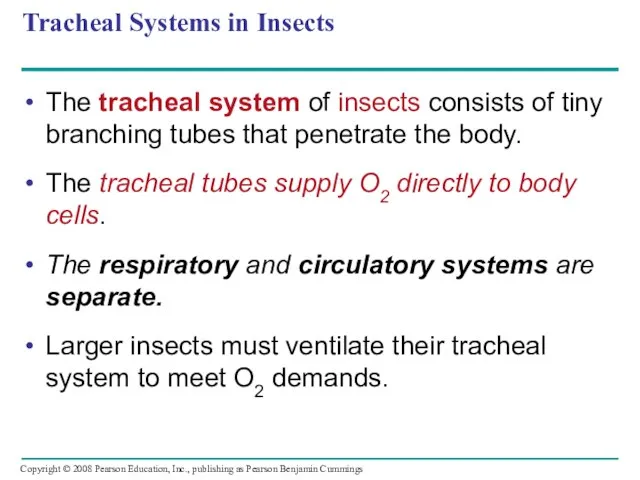 Tracheal Systems in Insects The tracheal system of insects consists of