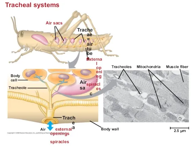 Tracheal systems Air sacs Tracheae = air tubes External opening: spiracles