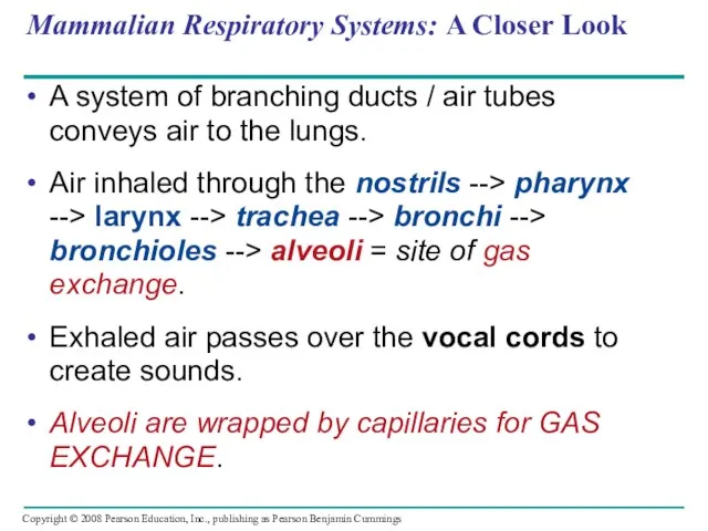 Mammalian Respiratory Systems: A Closer Look A system of branching ducts