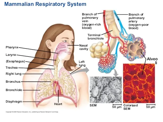 Mammalian Respiratory System Pharynx Larynx (Esophagus) Trachea Right lung Bronchus Bronchiole