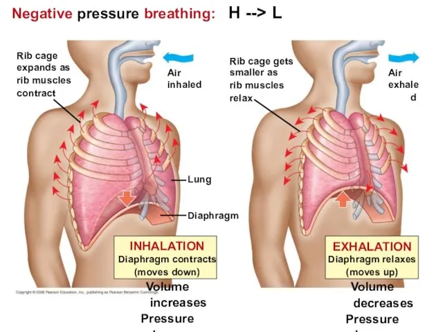 Negative pressure breathing: H --> L Lung Diaphragm Air inhaled Rib