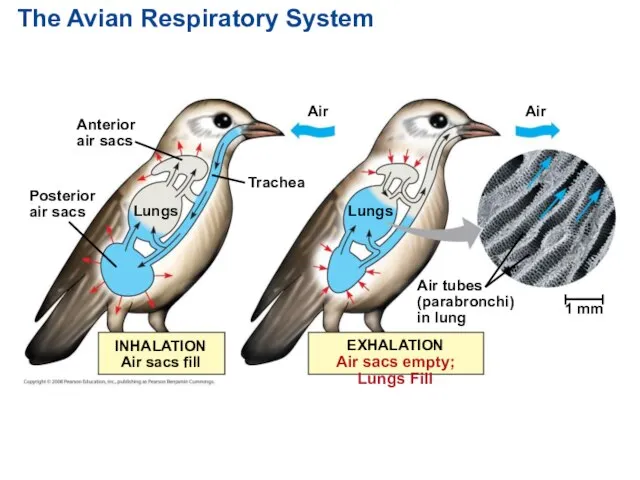 The Avian Respiratory System Anterior air sacs Posterior air sacs Lungs