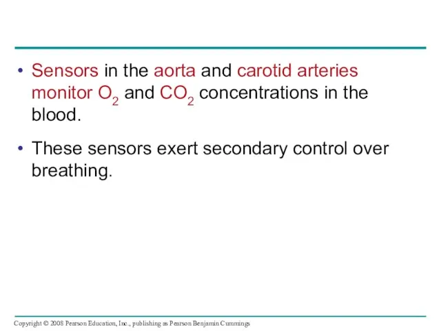 Sensors in the aorta and carotid arteries monitor O2 and CO2