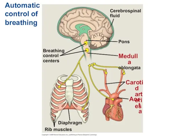 Automatic control of breathing Breathing control centers Cerebrospinal fluid Pons Medulla