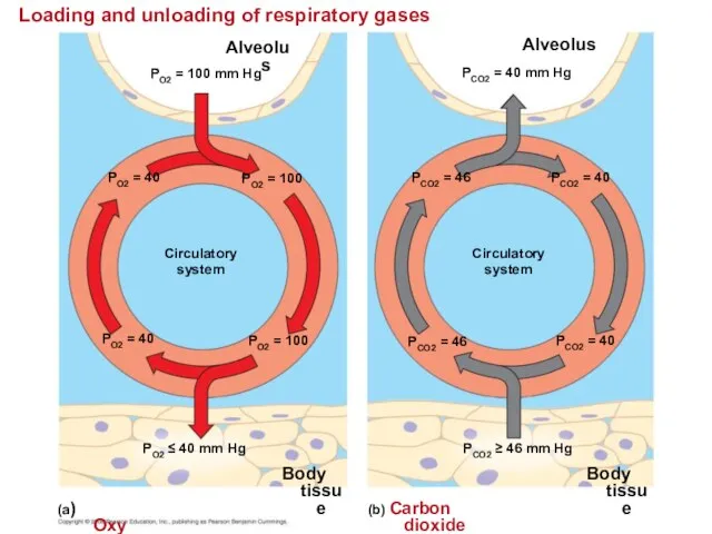 Loading and unloading of respiratory gases Alveolus PO2 = 100 mm