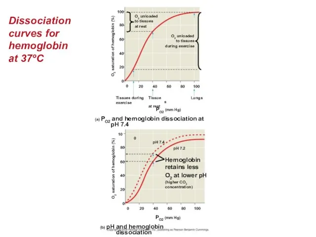 Dissociation curves for hemoglobin at 37ºC O2 unloaded to tissues at