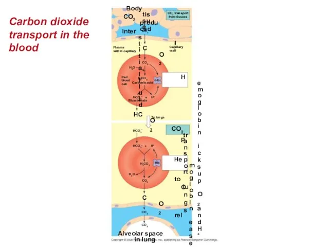 Carbon dioxide transport in the blood Body tissue CO2 produced CO2