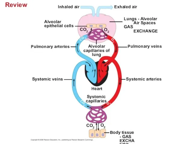 Review Inhaled air Exhaled air Alveolar epithelial cells Lungs - Alveolar