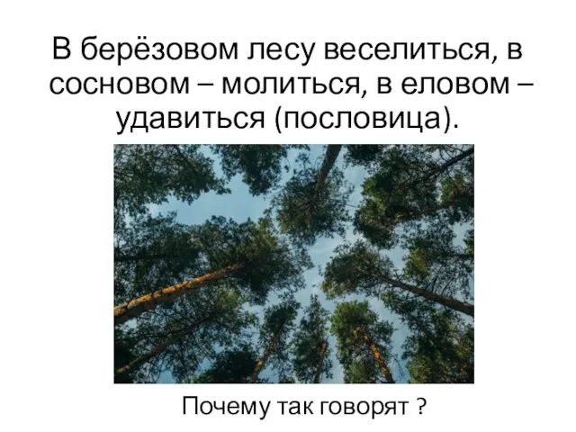 В берёзовом лесу веселиться, в сосновом – молиться, в еловом –