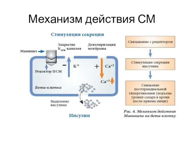 Механизм действия СМ