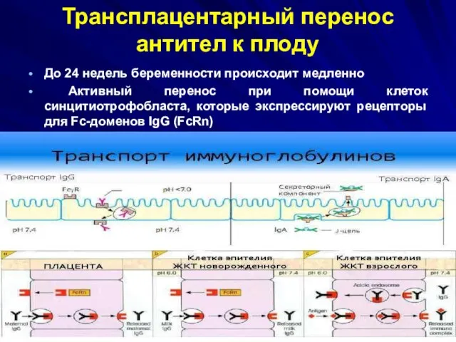 Трансплацентарный перенос антител к плоду До 24 недель беременности происходит медленно