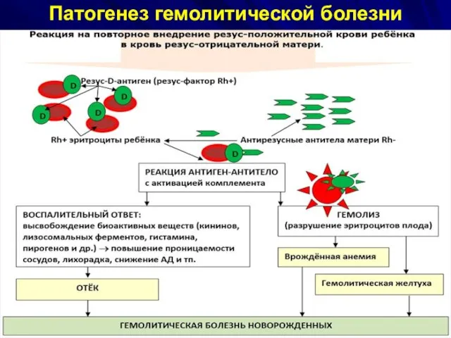 Патогенез гемолитической болезни