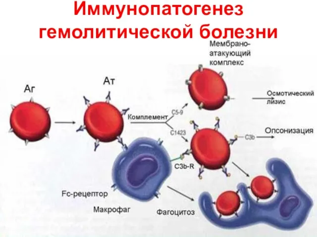 Иммунопатогенез гемолитической болезни